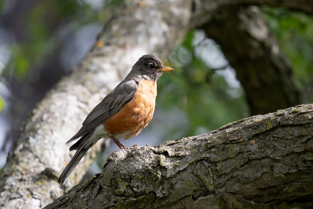 American Robin - ML620430114