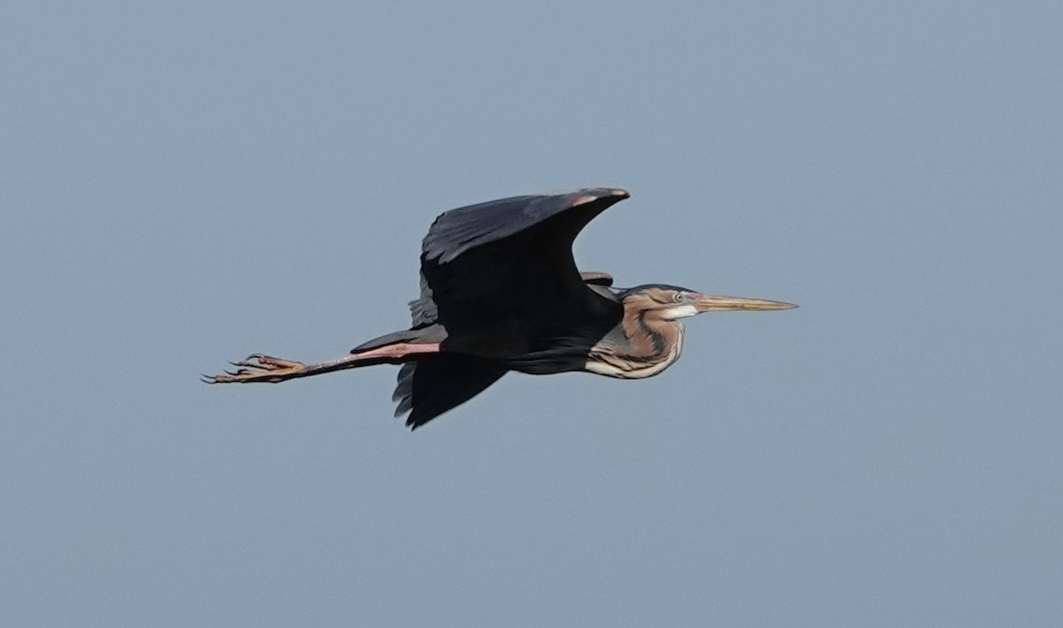 אנפה ארגמנית - ML620430118