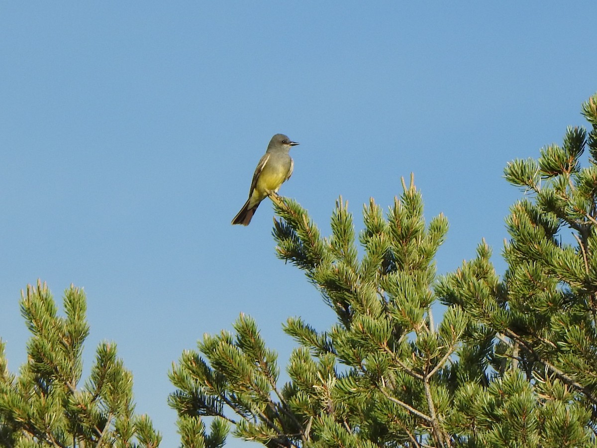 Cassin's Kingbird - ML620430119