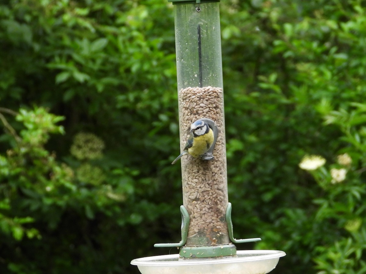 Eurasian Blue Tit - ML620430123