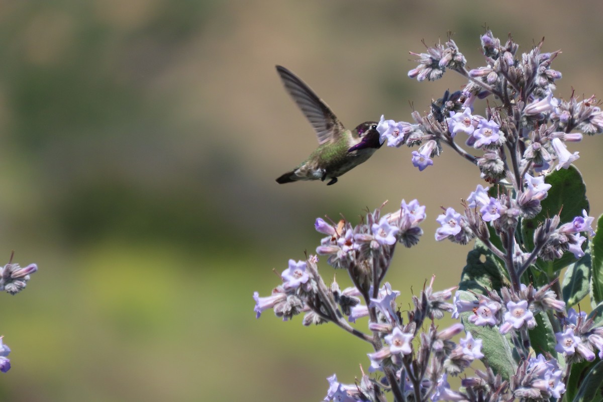 Colibrí de Costa - ML620430124