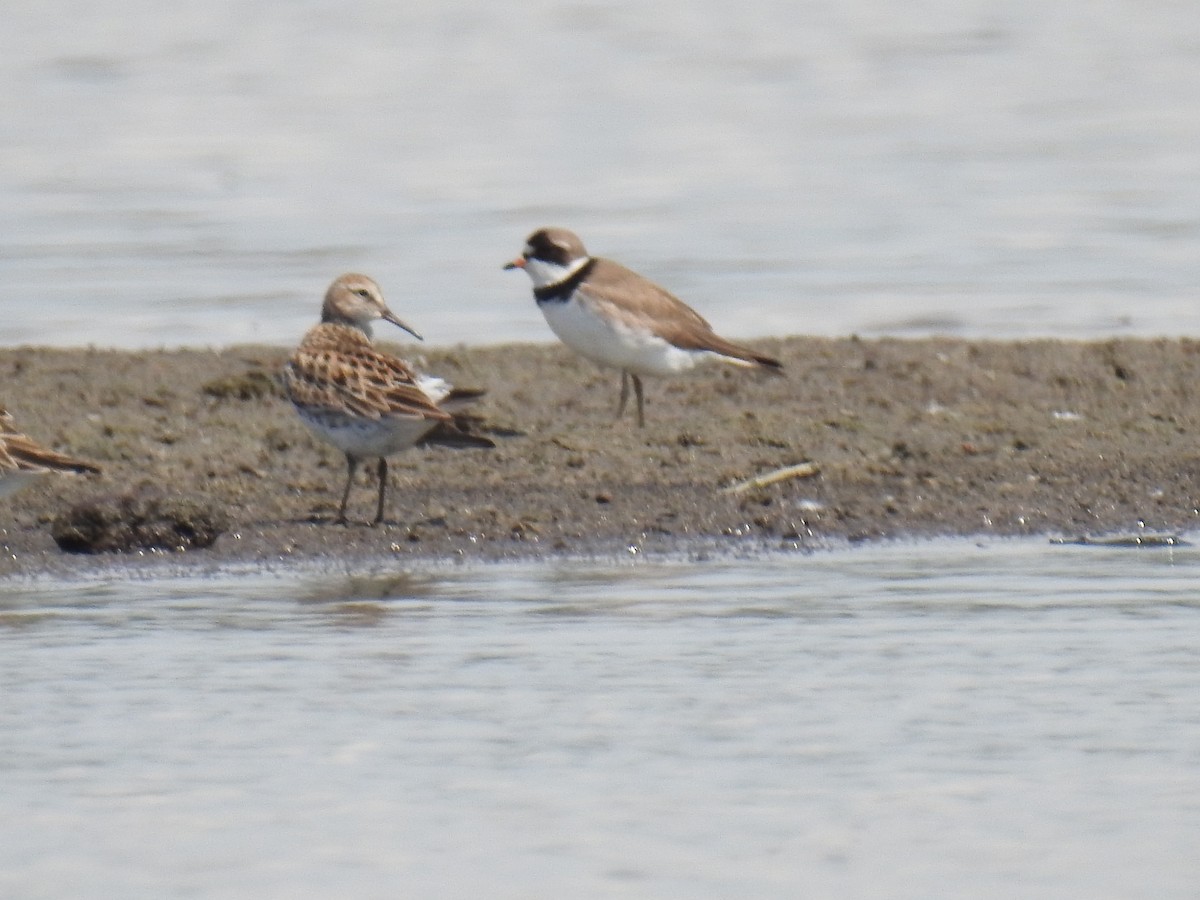 Semipalmated Plover - ML620430125