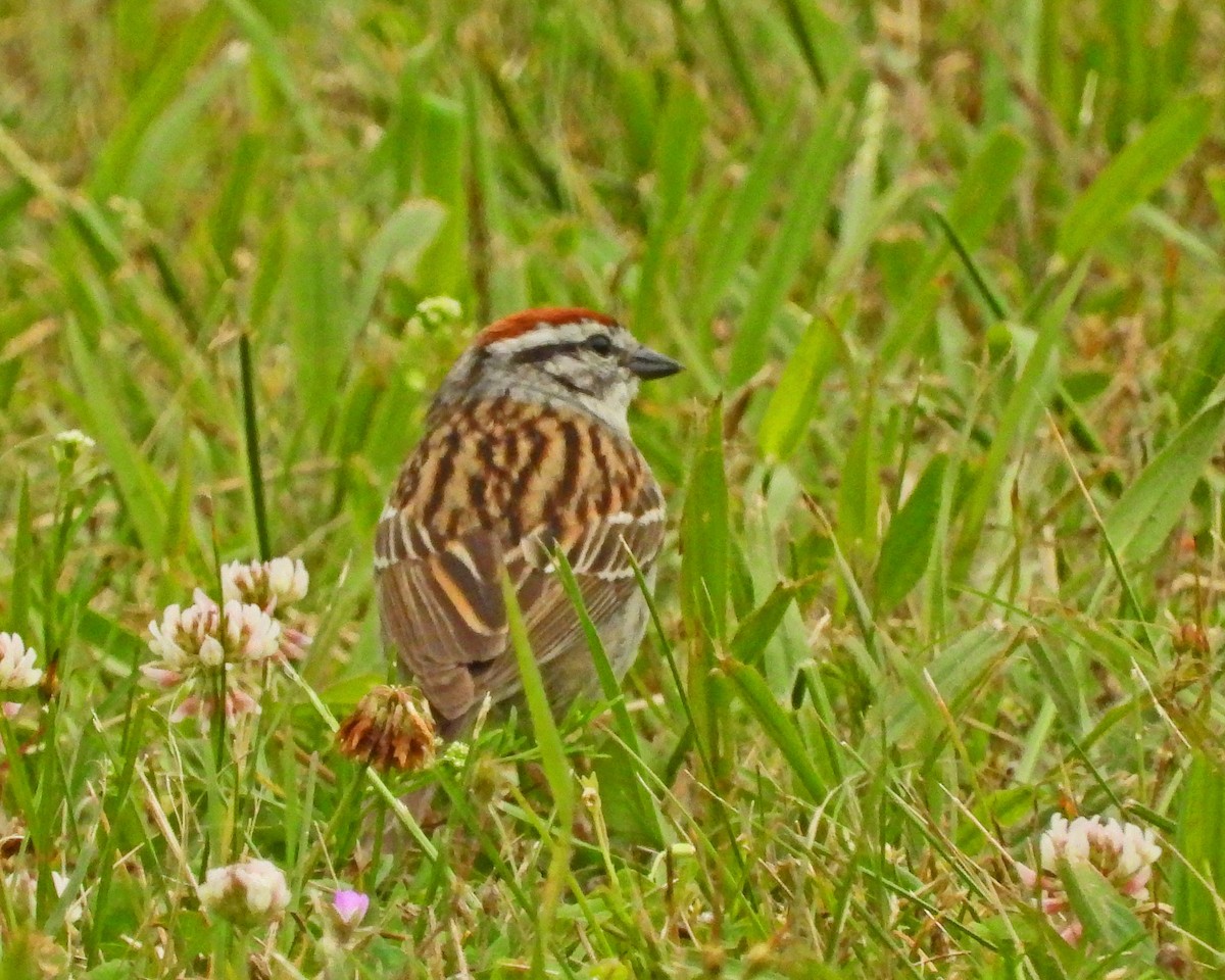 Chipping Sparrow - Aubrey Merrill