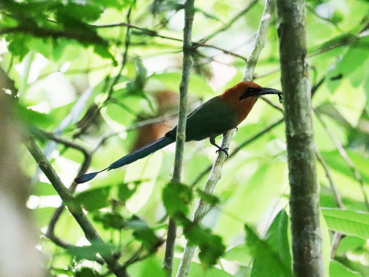 Broad-billed Motmot - ML620430132