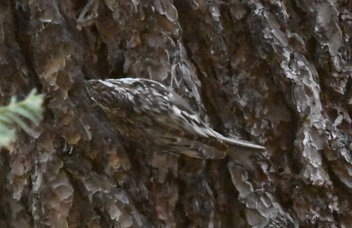 Brown Creeper - ML620430133