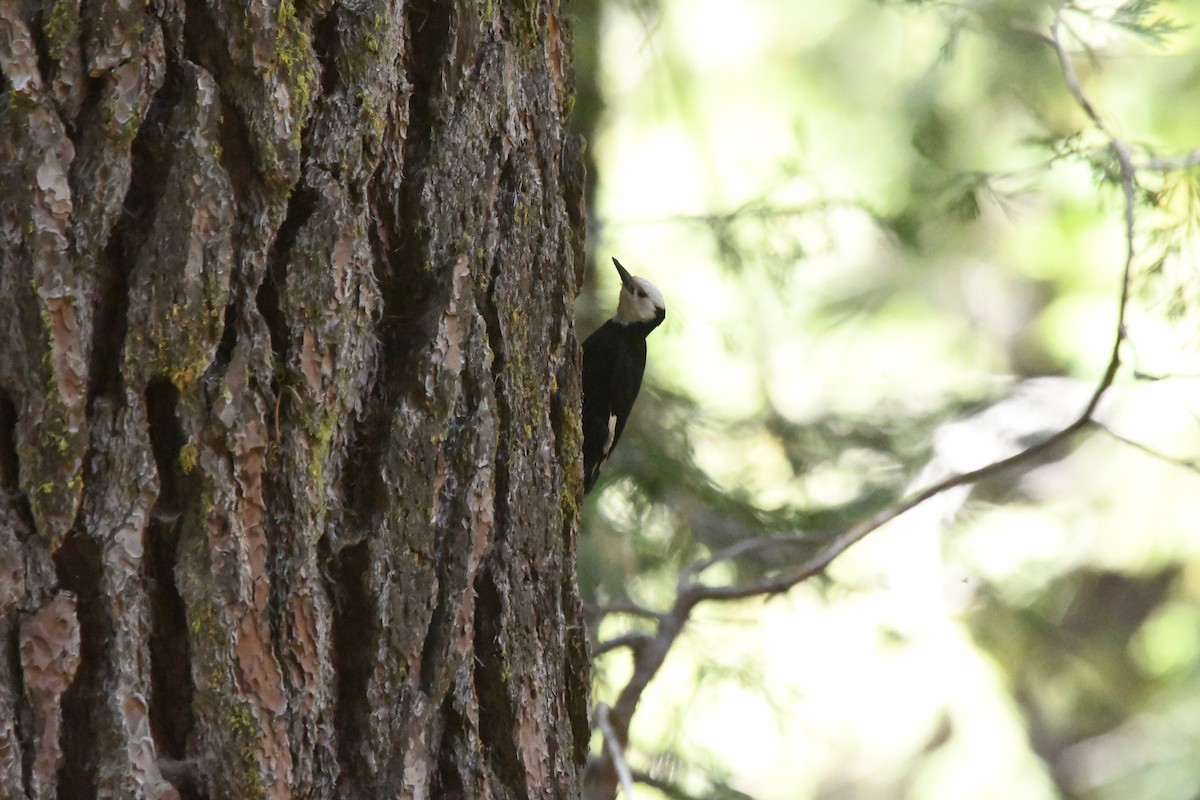 White-headed Woodpecker - ML620430134