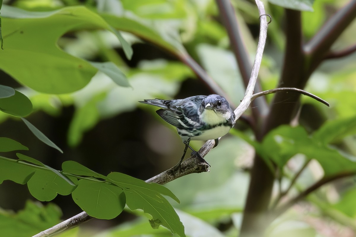 Blauwaldsänger - ML620430135