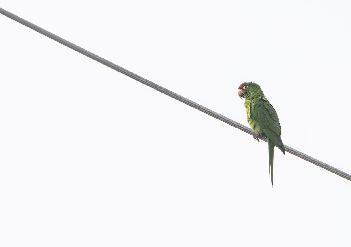 Mitred Parakeet - ML620430138