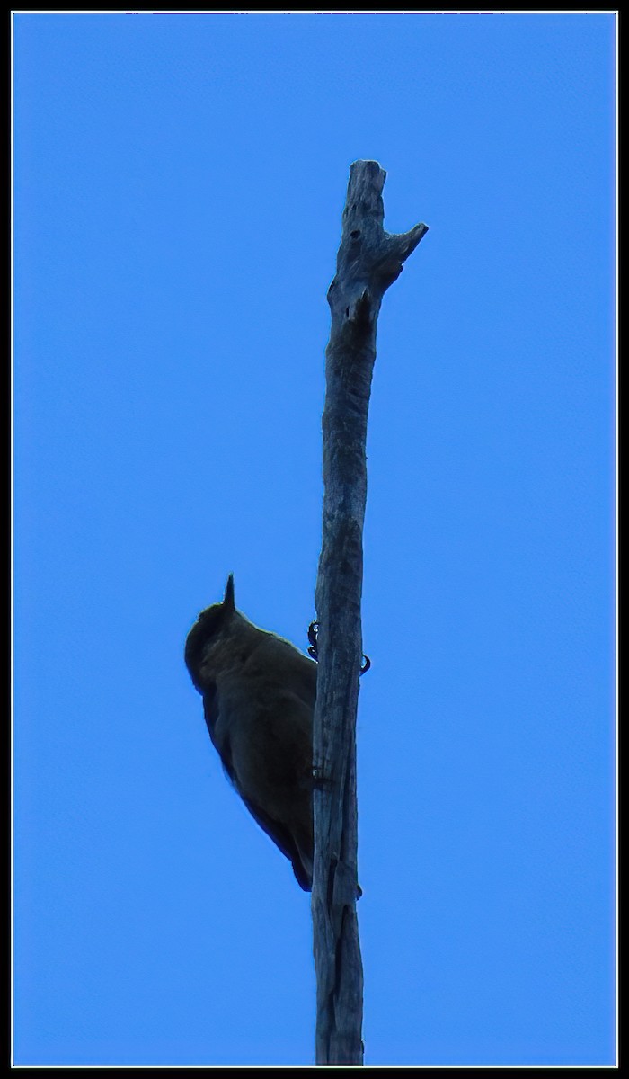 Pygmy Nuthatch - ML620430140