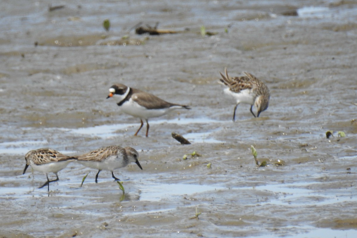 Semipalmated Plover - ML620430142