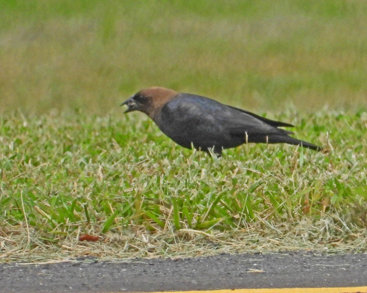 Brown-headed Cowbird - ML620430149