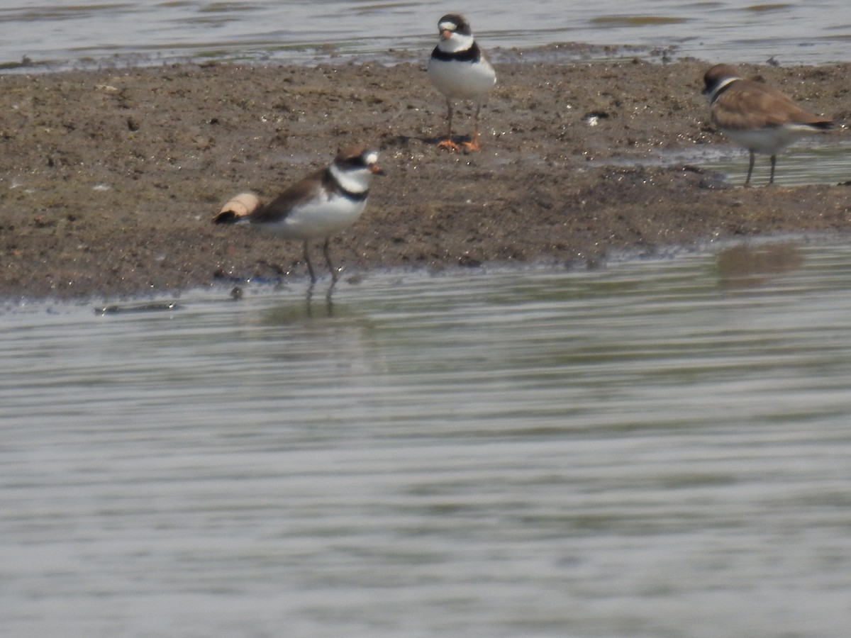 Semipalmated Plover - ML620430150