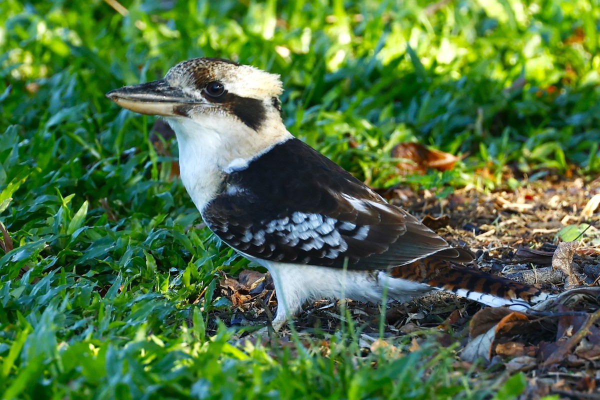 Laughing Kookaburra - ML620430153