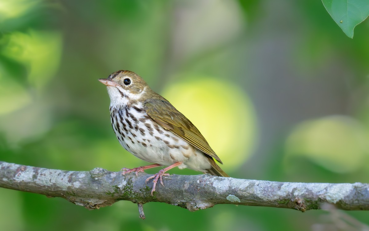 Ovenbird - ML620430157