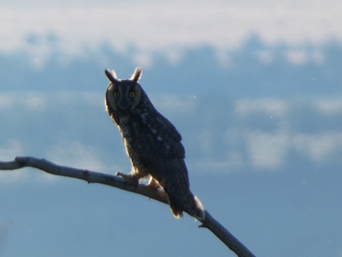 Long-eared Owl - ML620430158