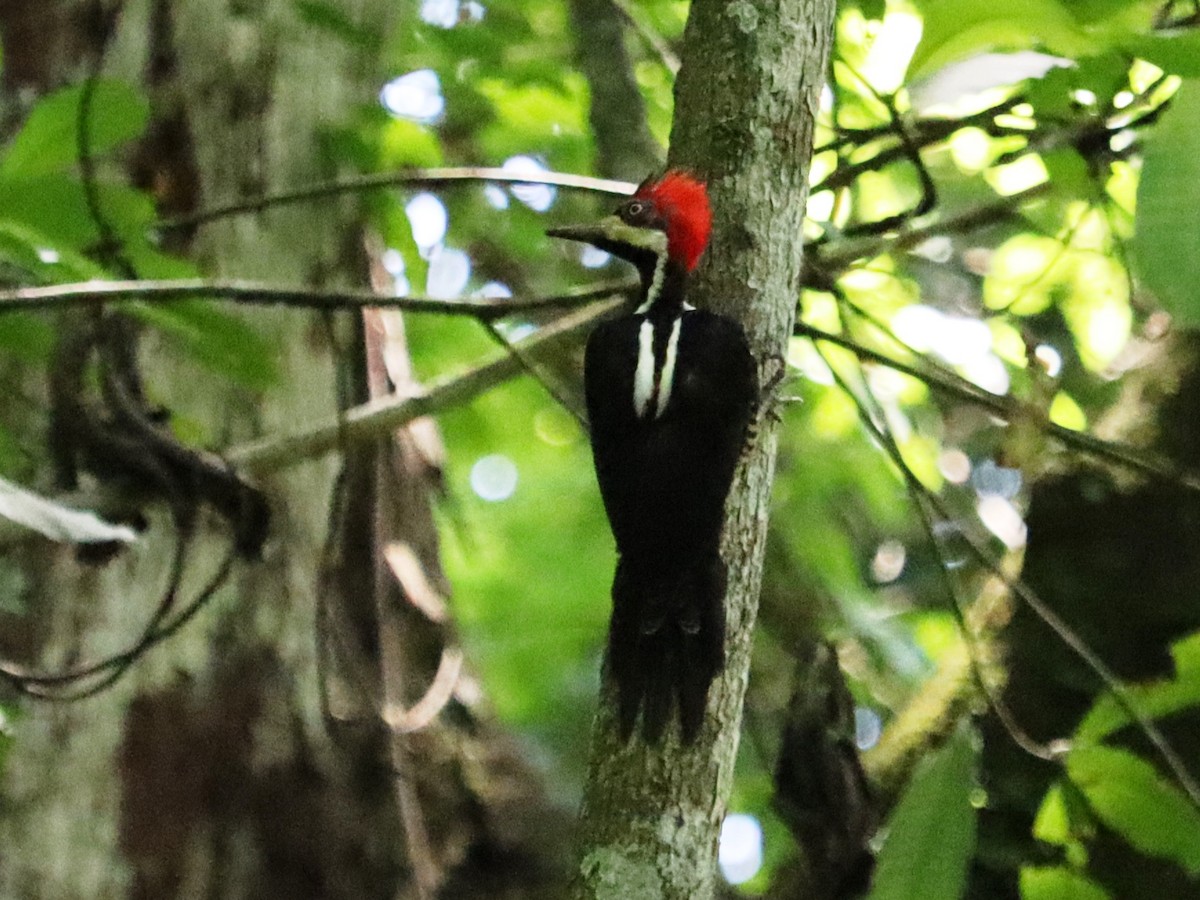 Crimson-crested Woodpecker - ML620430160