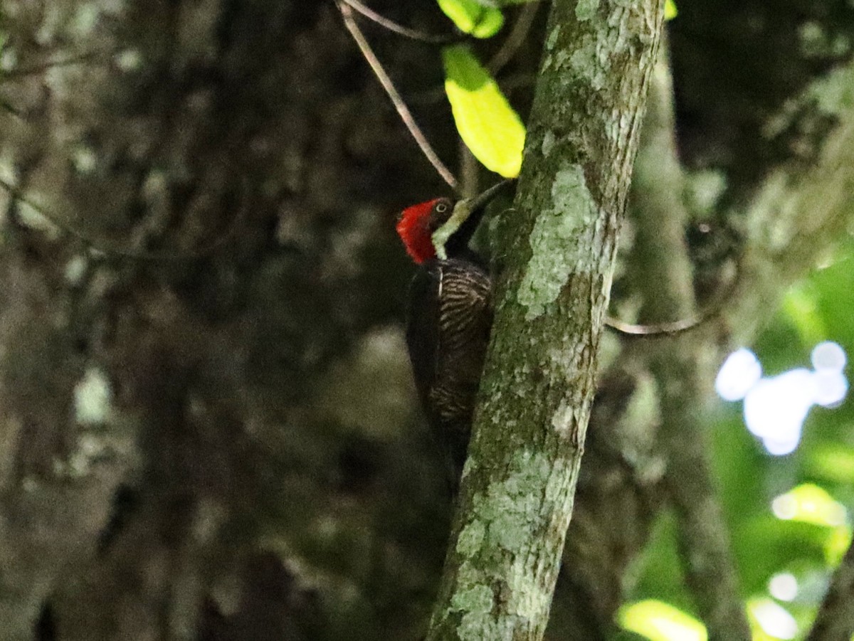 Crimson-crested Woodpecker - ML620430161