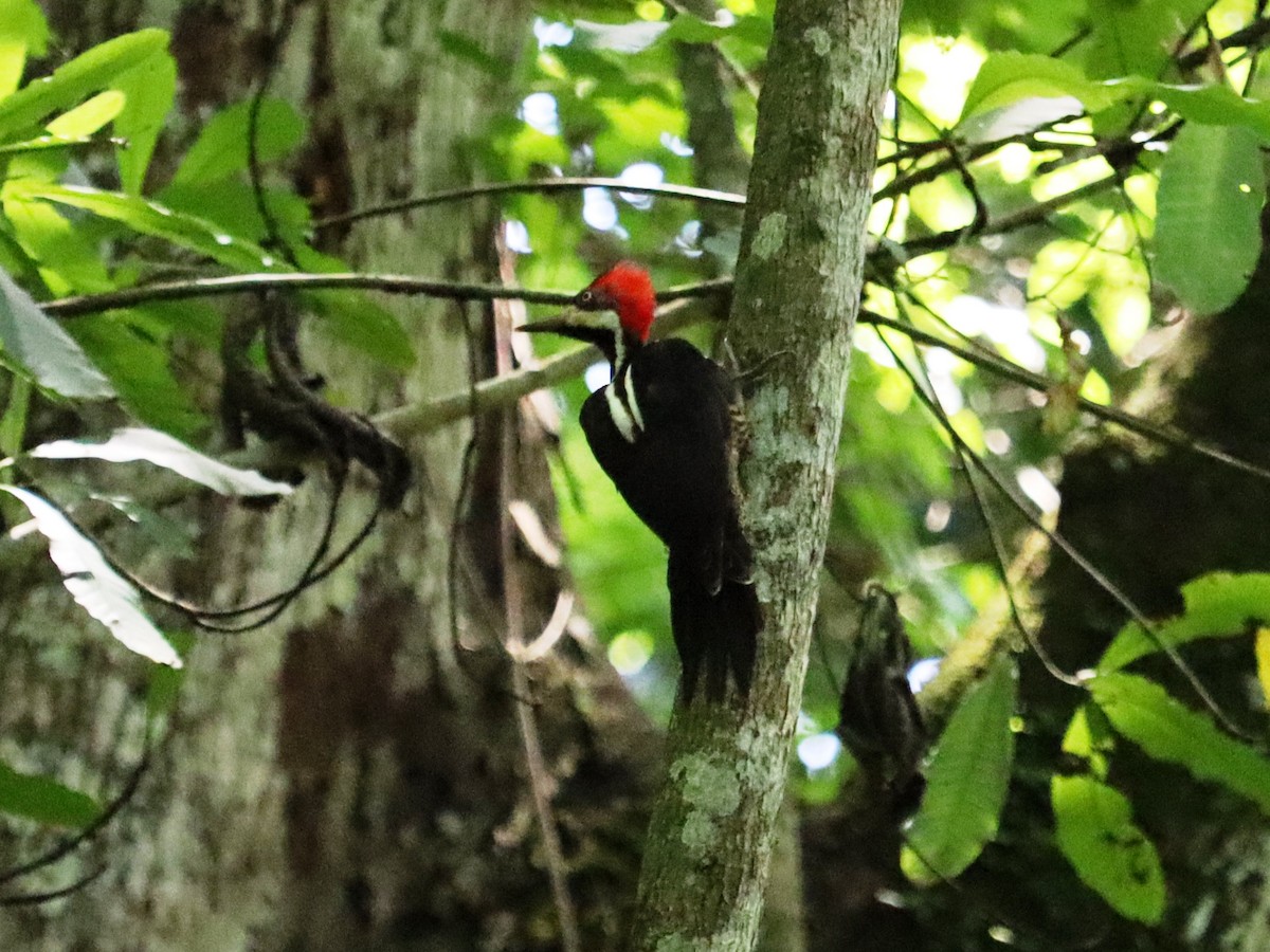Crimson-crested Woodpecker - Cynthia Tercero