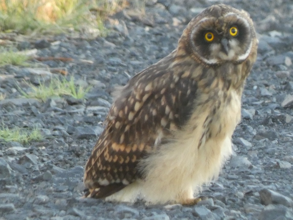 Short-eared Owl - ML620430164