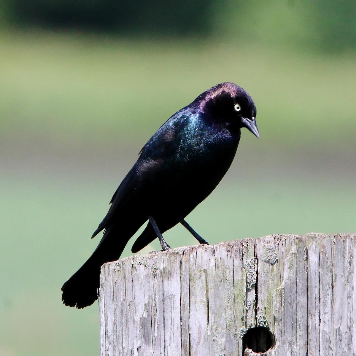 Brewer's Blackbird - ML620430165