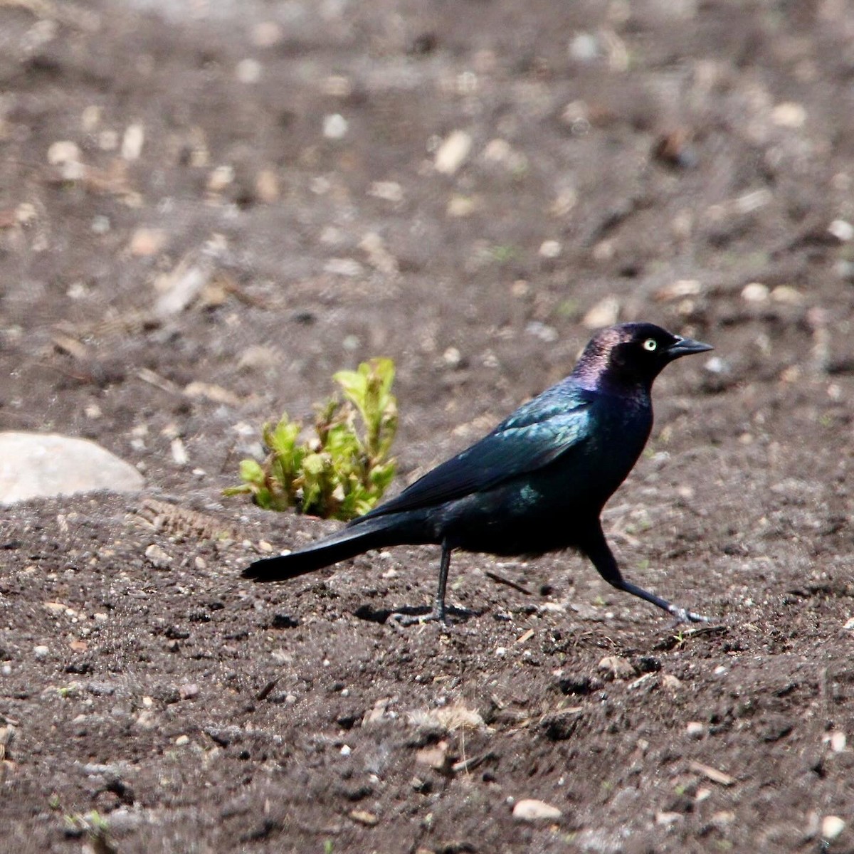 Brewer's Blackbird - Lindsey Kunkel