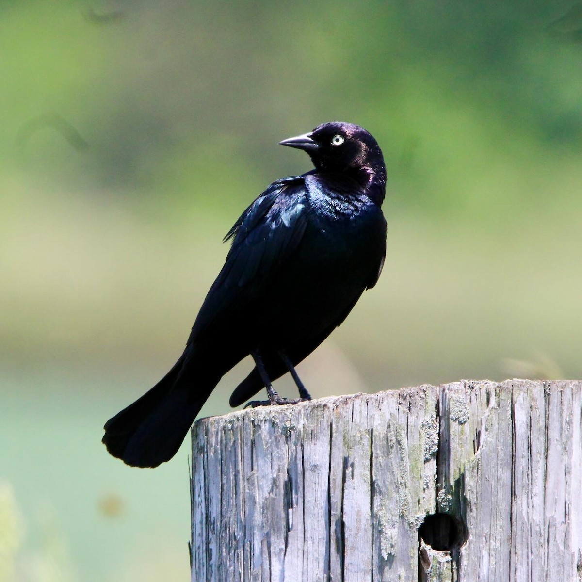 Brewer's Blackbird - ML620430167