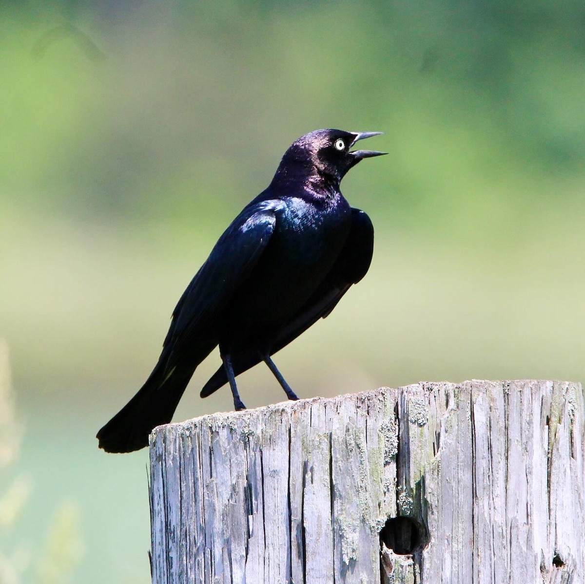 Brewer's Blackbird - ML620430168