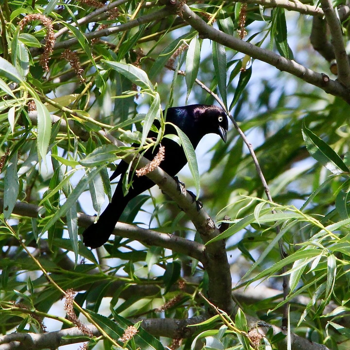 Brewer's Blackbird - Lindsey Kunkel