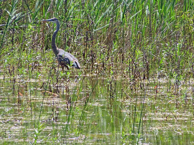 Great Blue Heron (Great Blue) - ML620430170