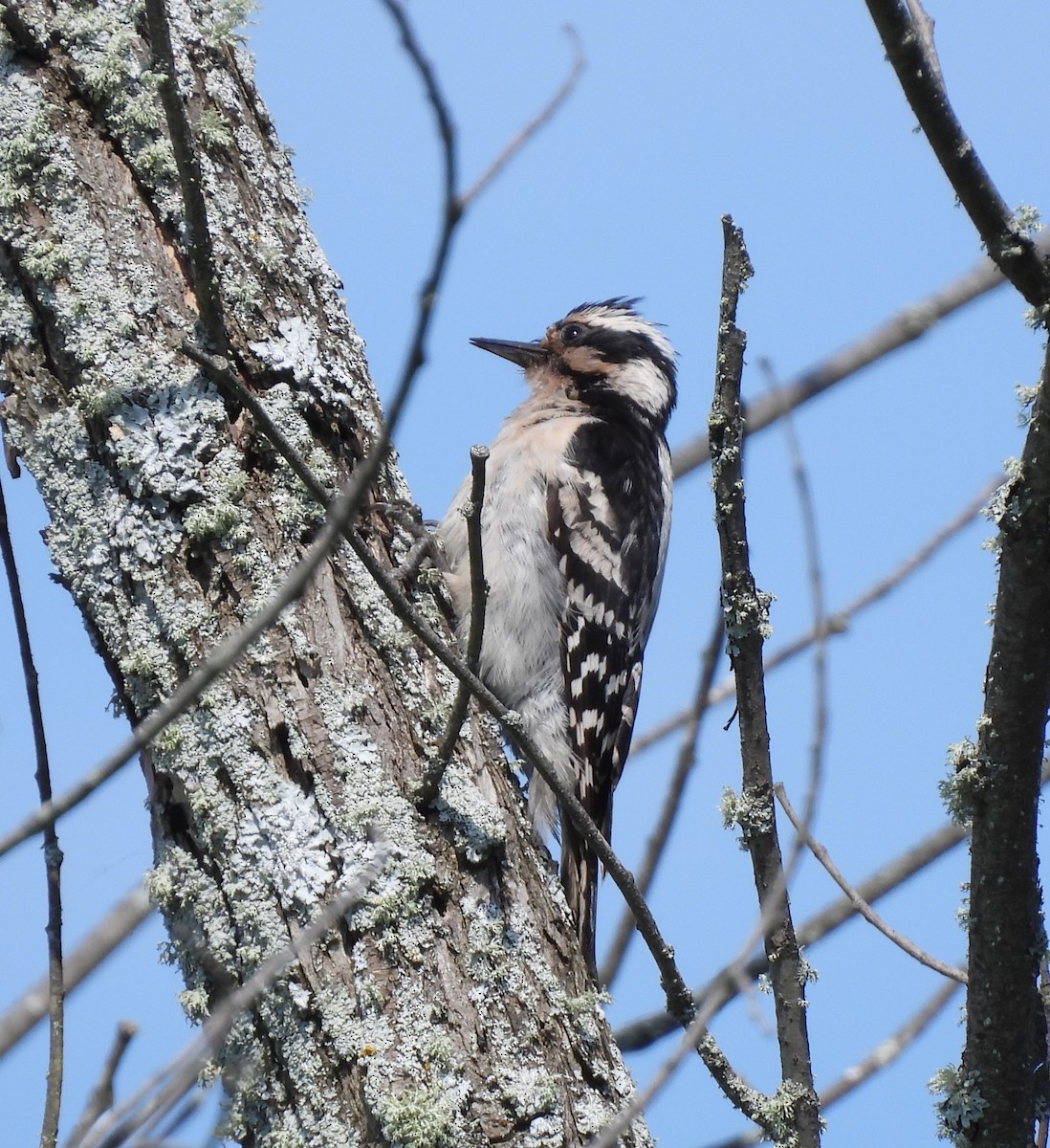 Downy Woodpecker - ML620430171