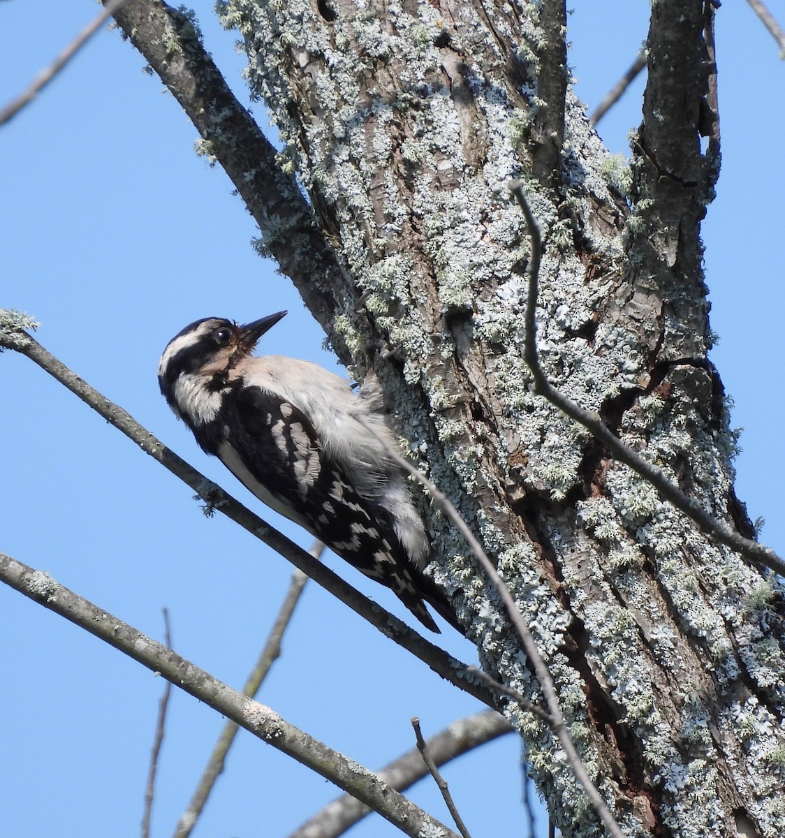 Downy Woodpecker - ML620430172