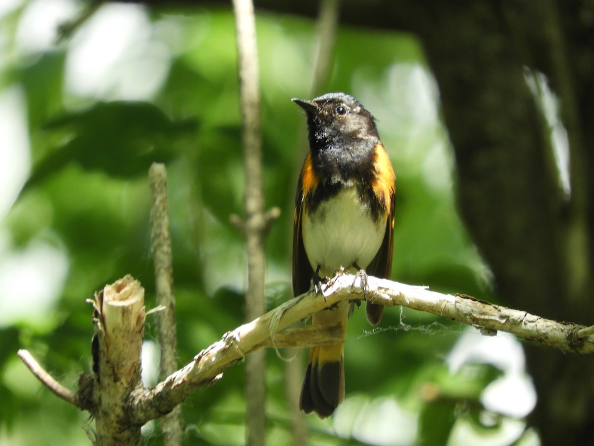 American Redstart - ML620430174