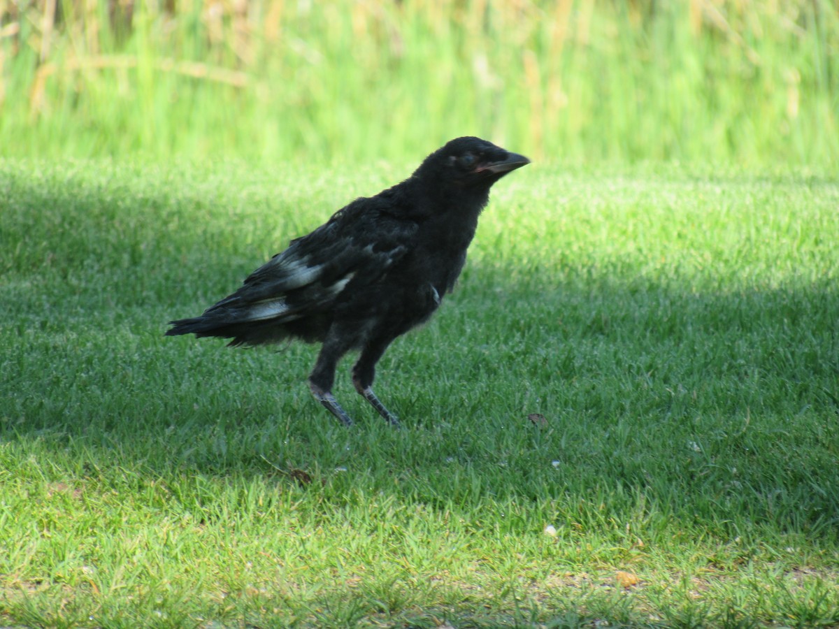 American Crow - ML620430177