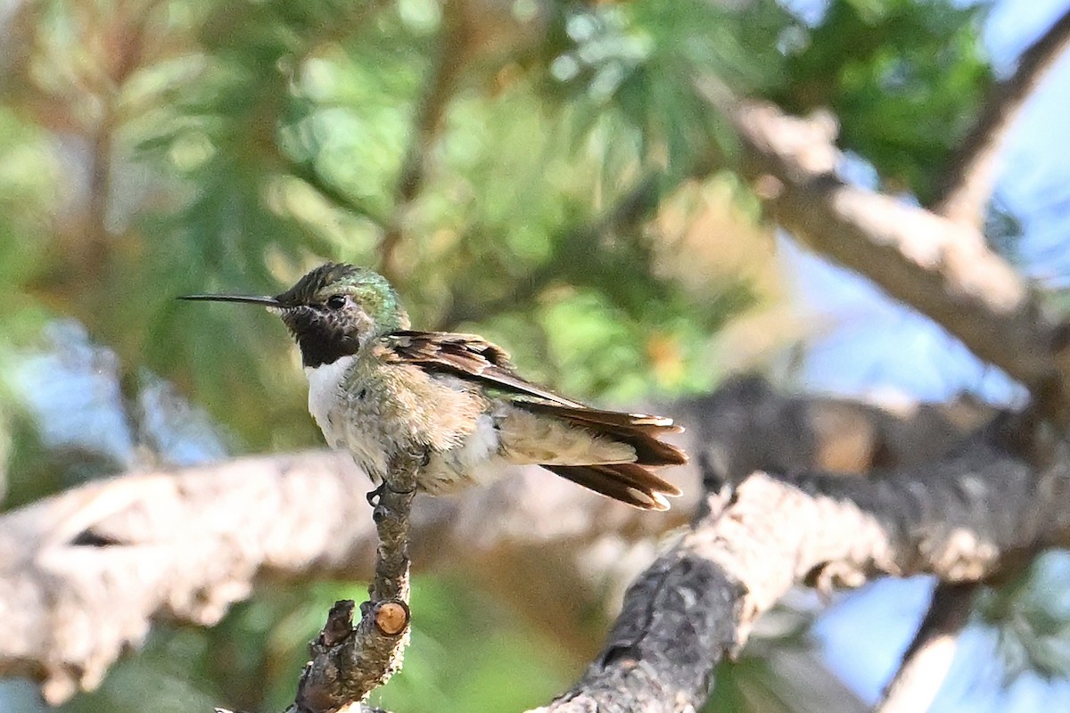 Geniş Kuyruklu Kolibri - ML620430178