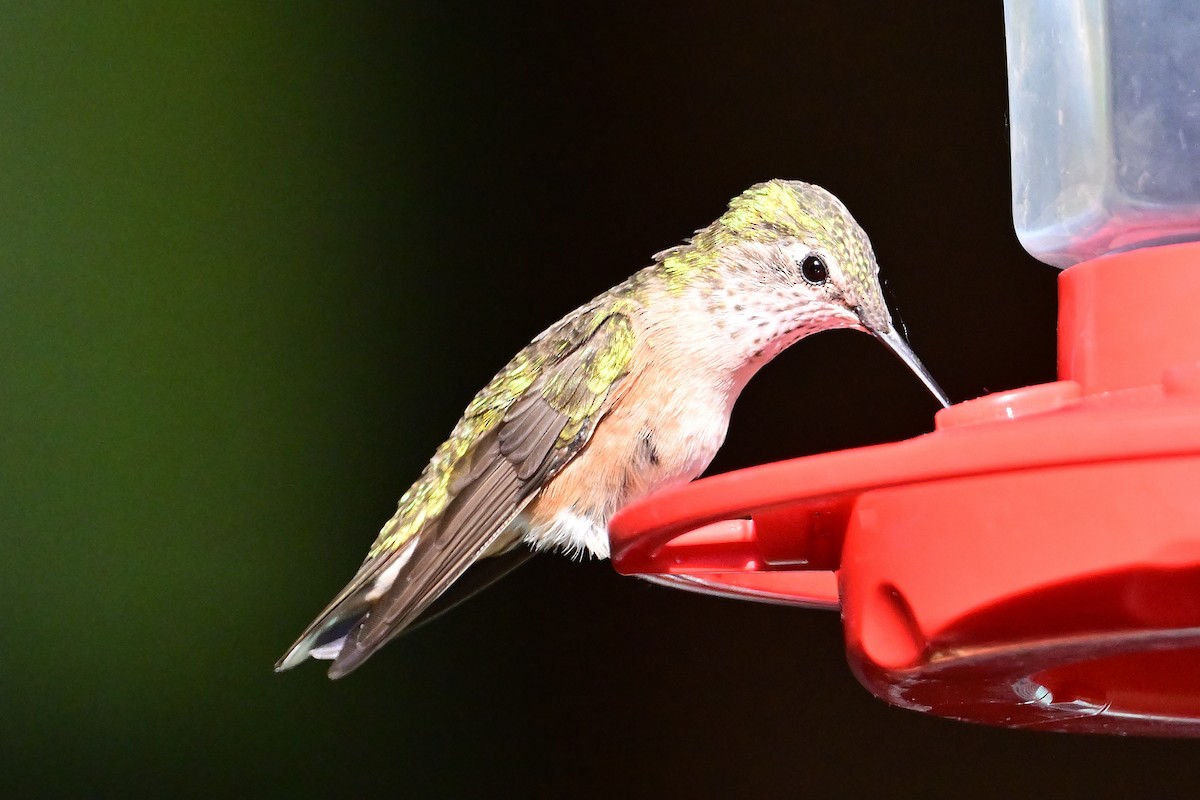 Broad-tailed Hummingbird - ML620430179