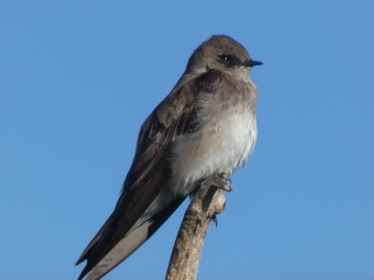 Hirondelle à ailes hérissées - ML620430180