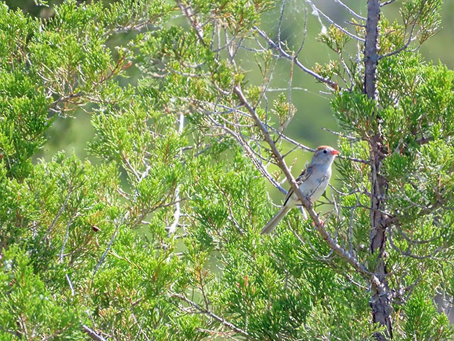 Field Sparrow - Nancy Anderson