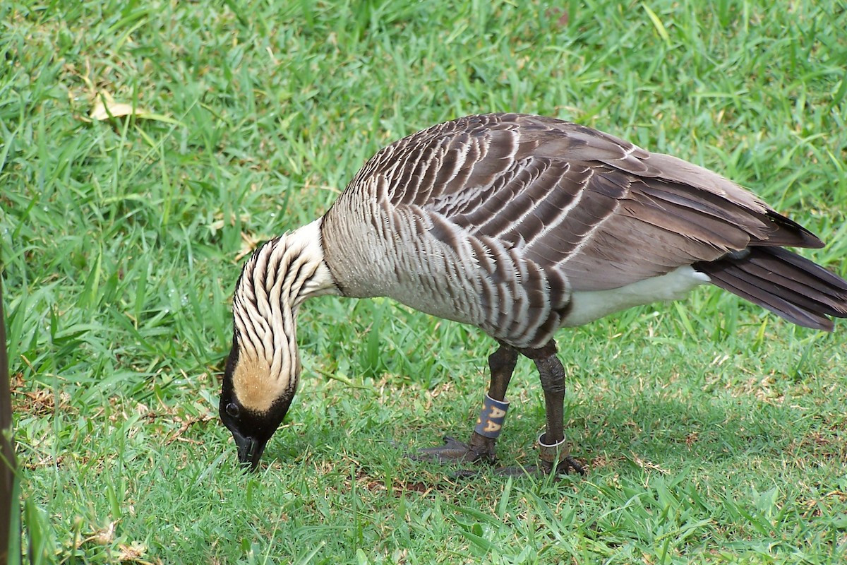 Hawaiian Goose - ML620430183