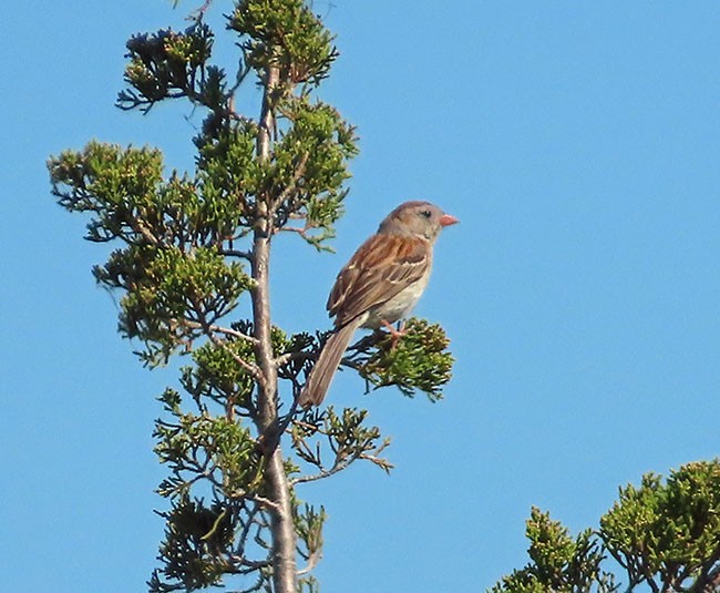 Field Sparrow - ML620430184