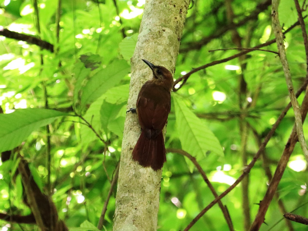 Plain-brown Woodcreeper - ML620430194