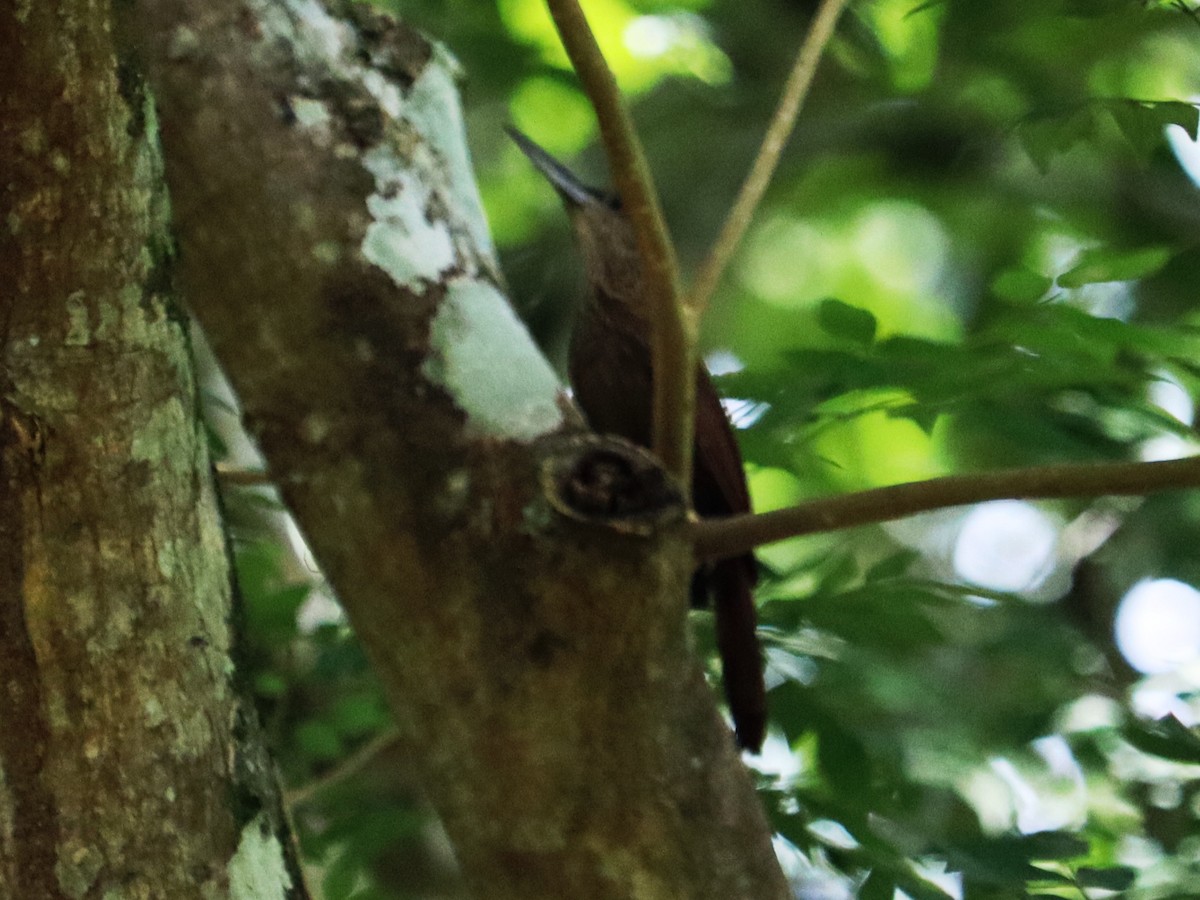 Cocoa Woodcreeper - ML620430207