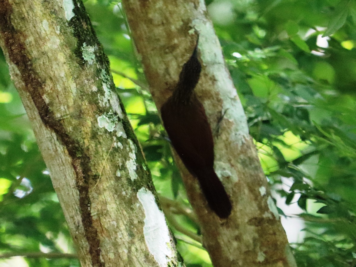 Cocoa Woodcreeper - ML620430208