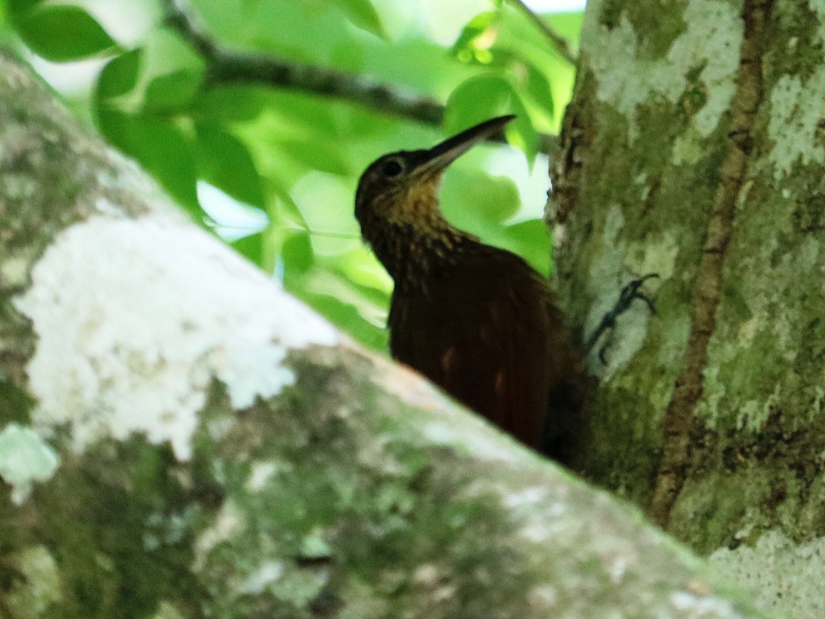 Cocoa Woodcreeper - ML620430209