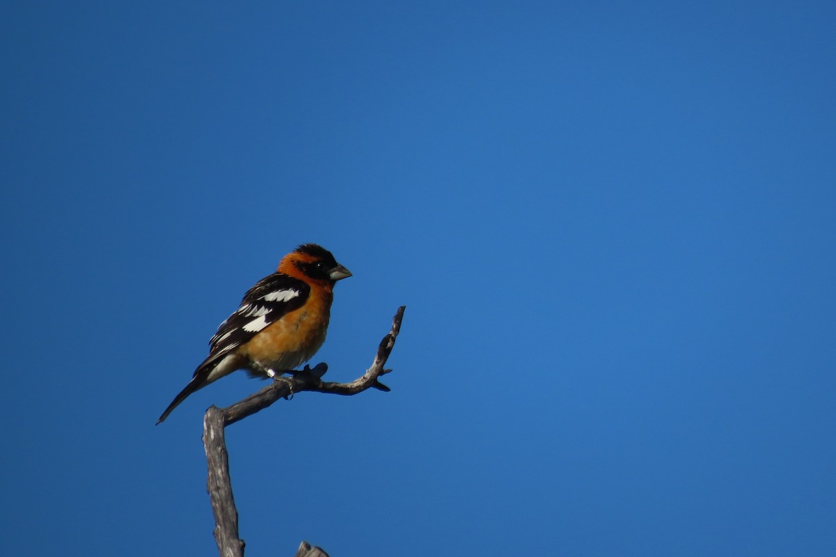 Black-headed Grosbeak - ML620430212