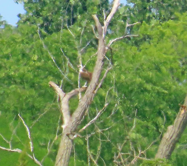 Balbuzard pêcheur - ML620430215