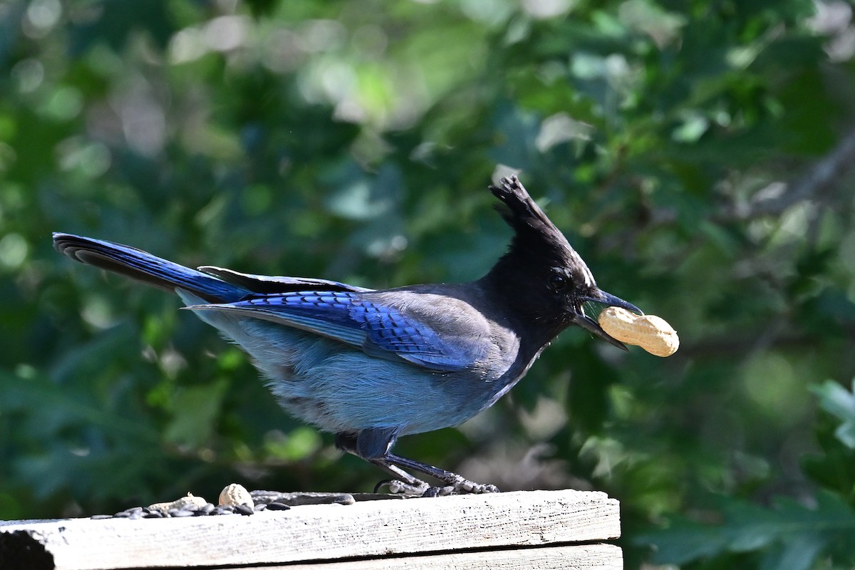 Steller's Jay - ML620430216