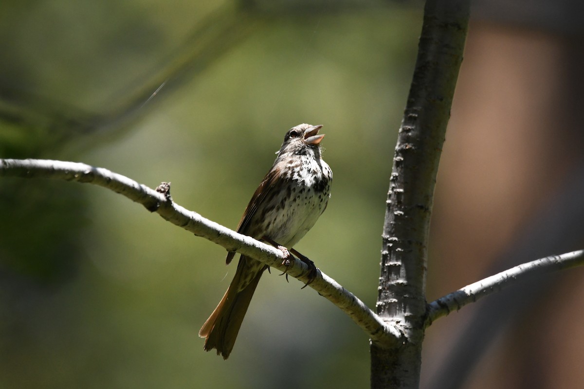 Fox Sparrow (Thick-billed) - ML620430222