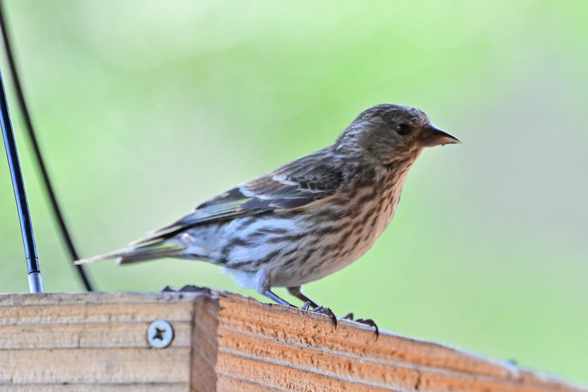 Pine Siskin - ML620430224