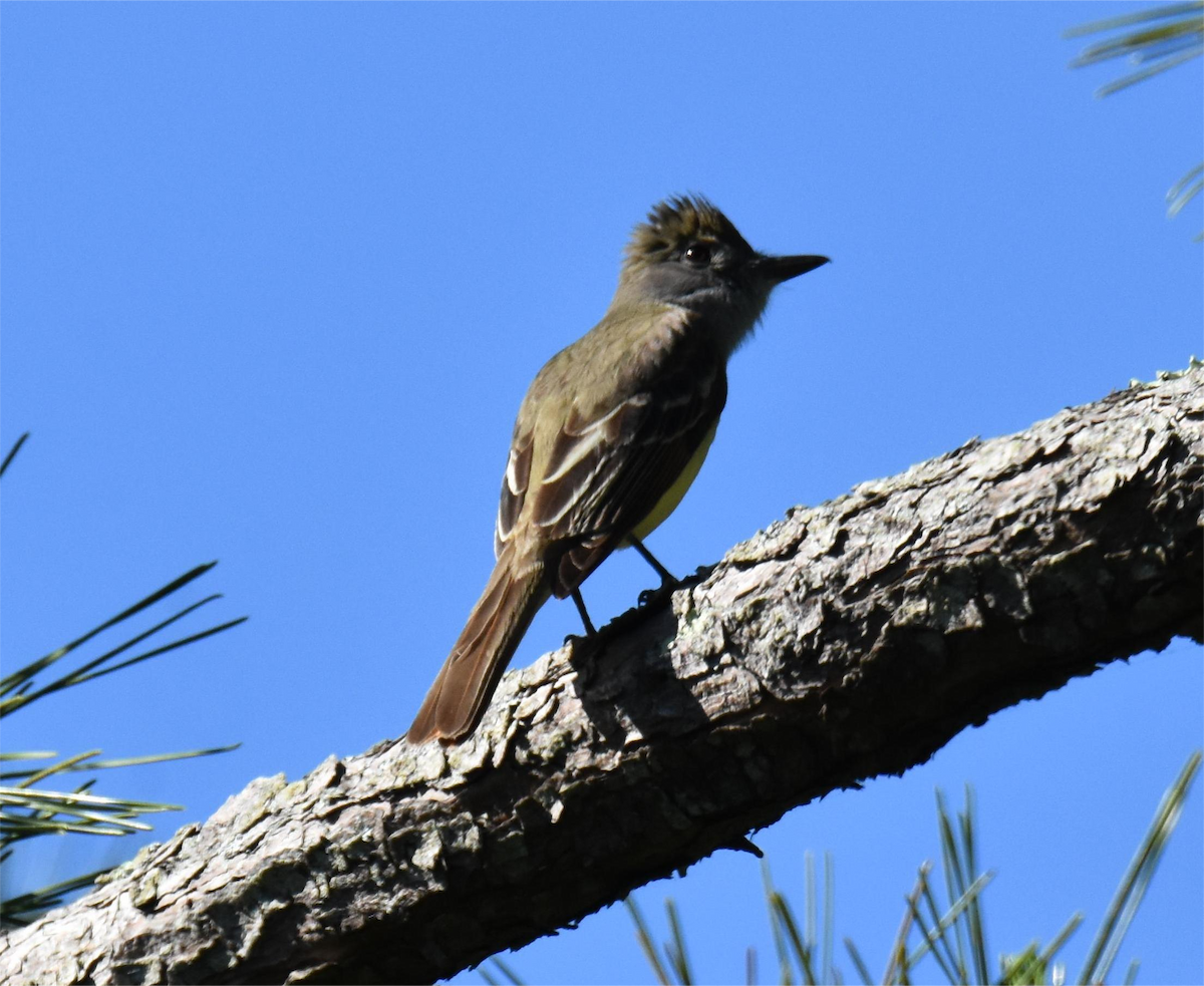 Great Crested Flycatcher - ML620430225