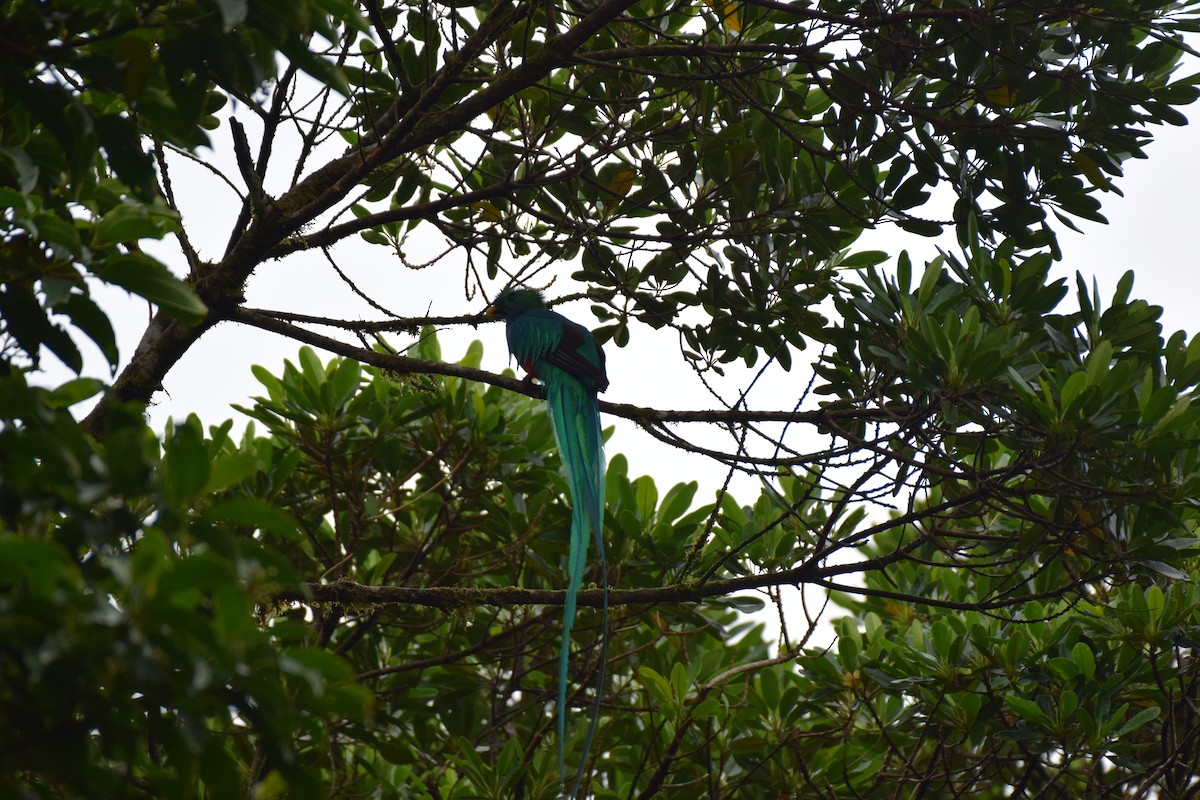 Quetzal resplendissant - ML620430227